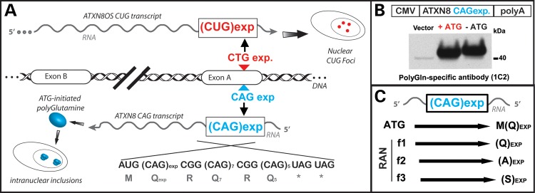 Figure 1.