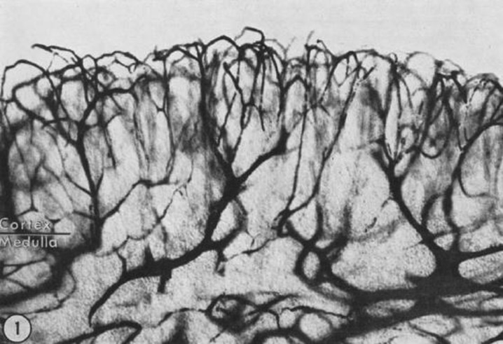 Fig. 10