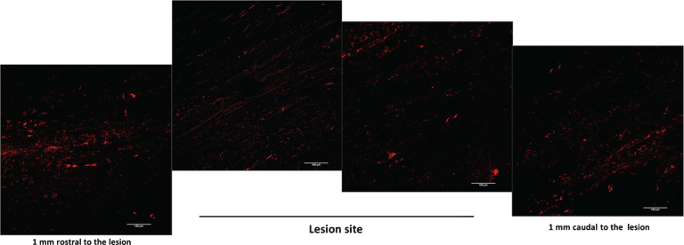 Fig.9