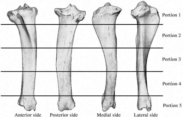 Fig 1