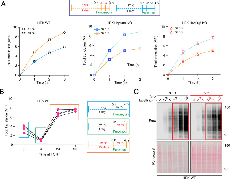 Figure 6—figure supplement 1.