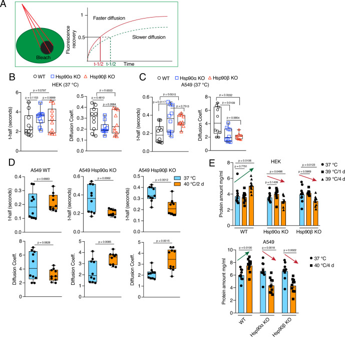 Figure 5—figure supplement 1.