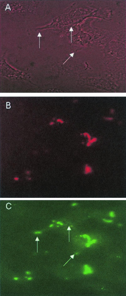 FIG. 9.