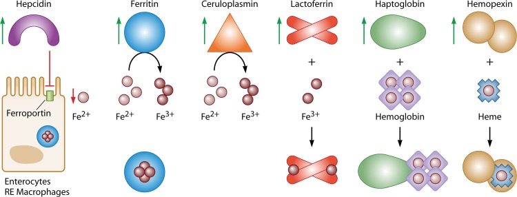 Fig 2