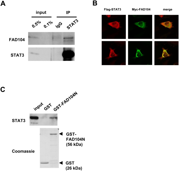 Fig 7