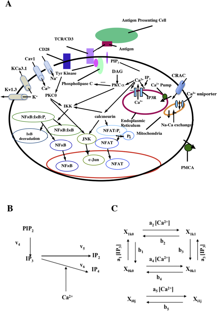 Figure 1