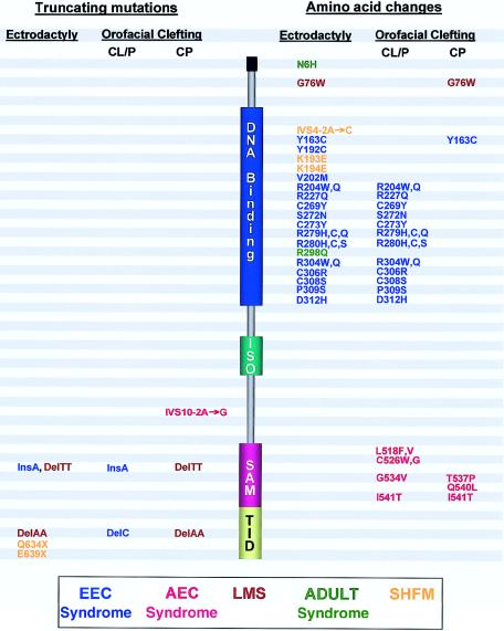 Figure  3