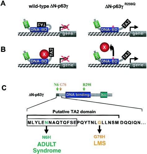 Figure  4