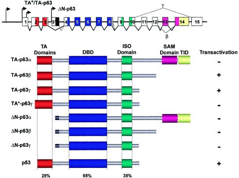 Figure  1