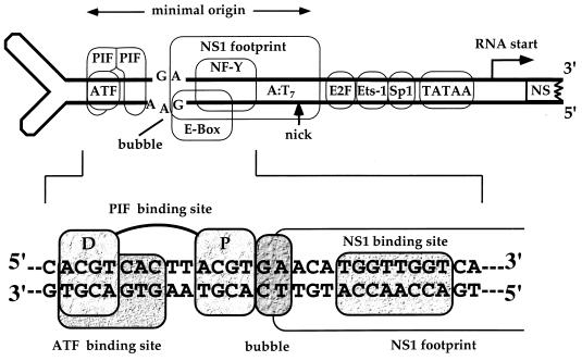 FIG. 1