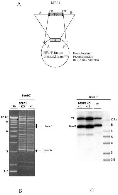 FIG. 1.