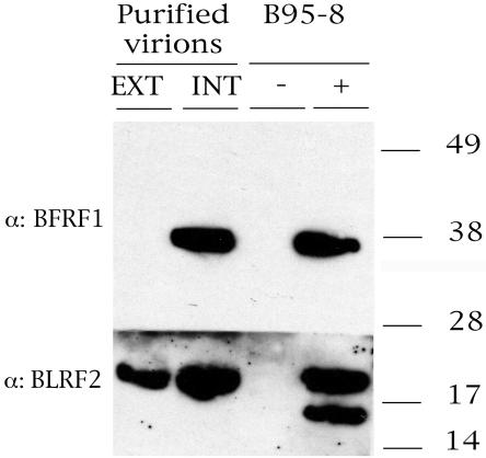 FIG. 8.