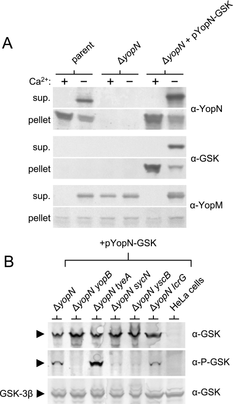 FIG. 7.