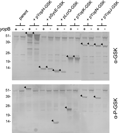 FIG. 6.