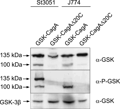 FIG. 8.