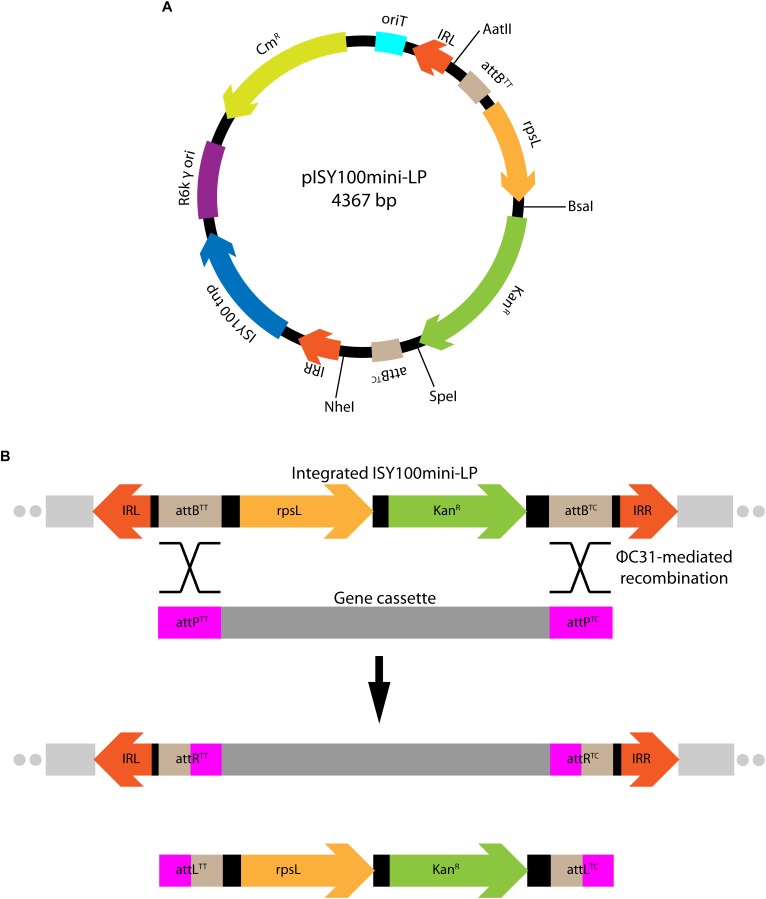 FIGURE 3