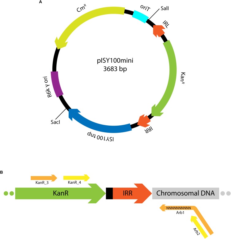 FIGURE 1