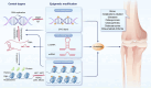 Graphical Abstract