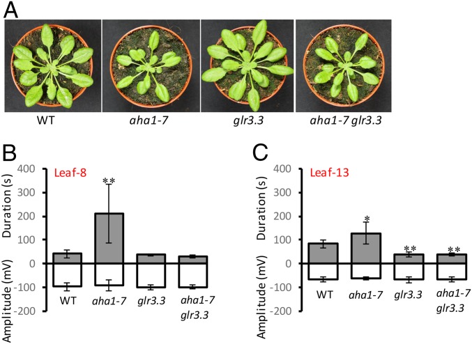 Fig. 2.