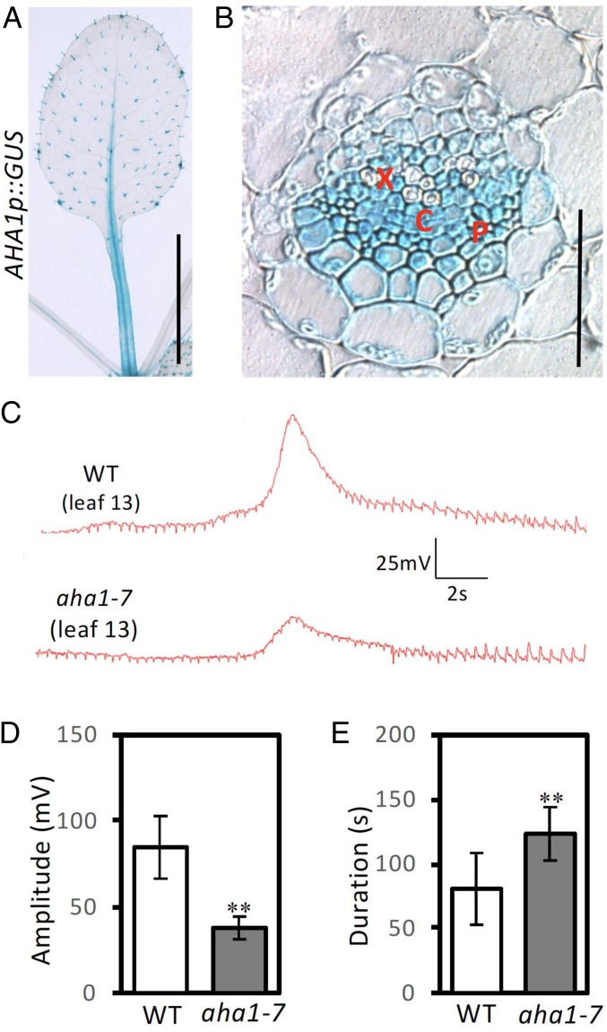 Fig. 3.