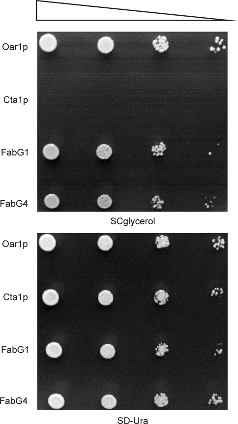 Fig. 2