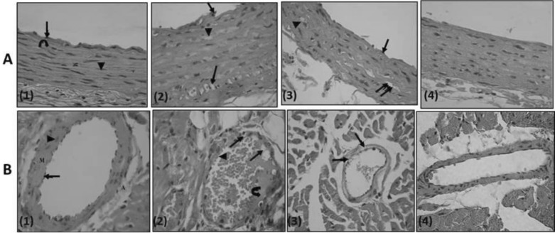 Fig. 8