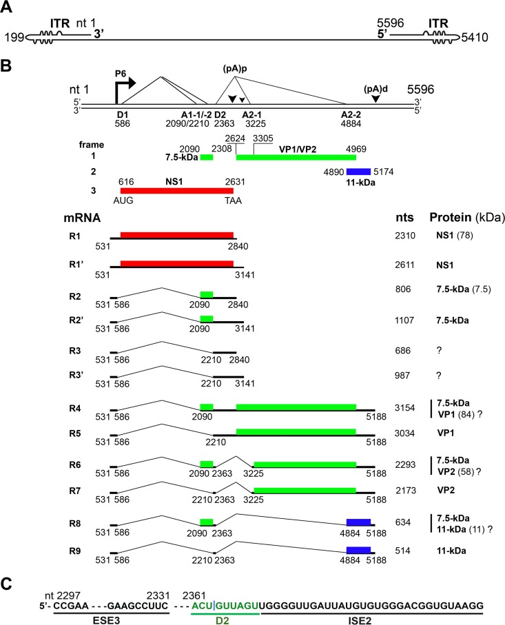 FIG 1