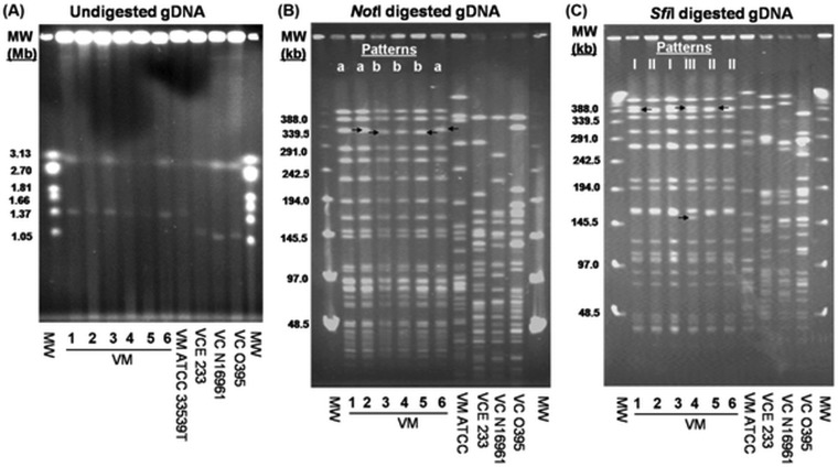 FIG 1