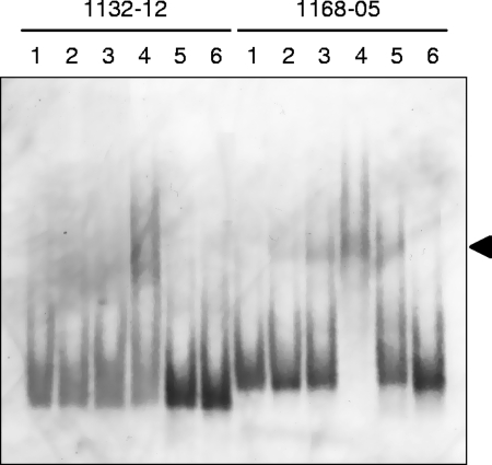 FIG. 5.