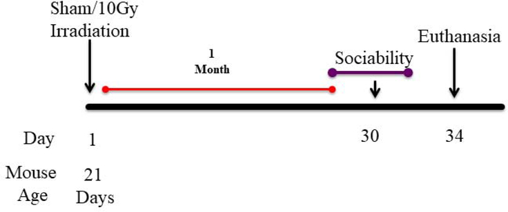 Schematic diagram showing experimental design.