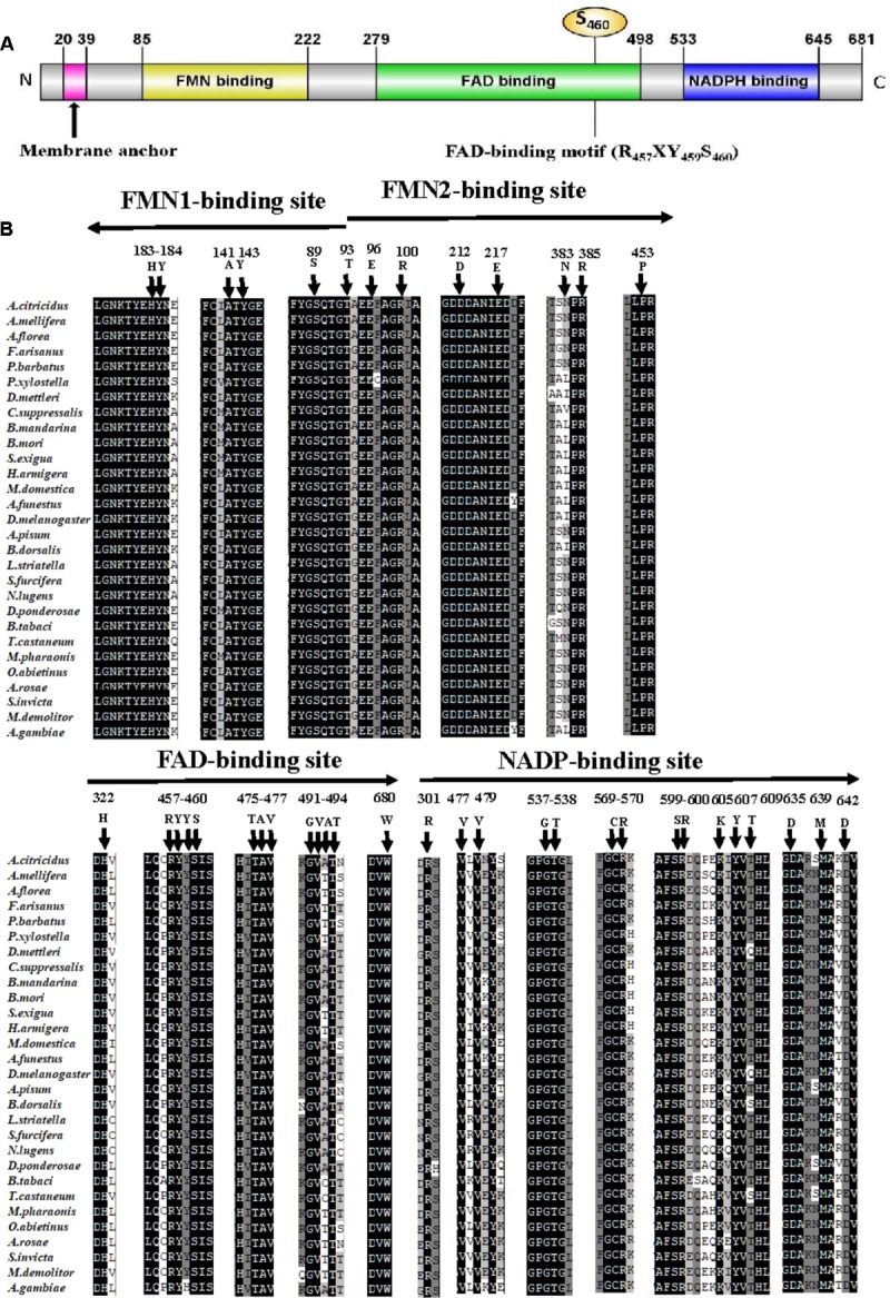 FIGURE 1