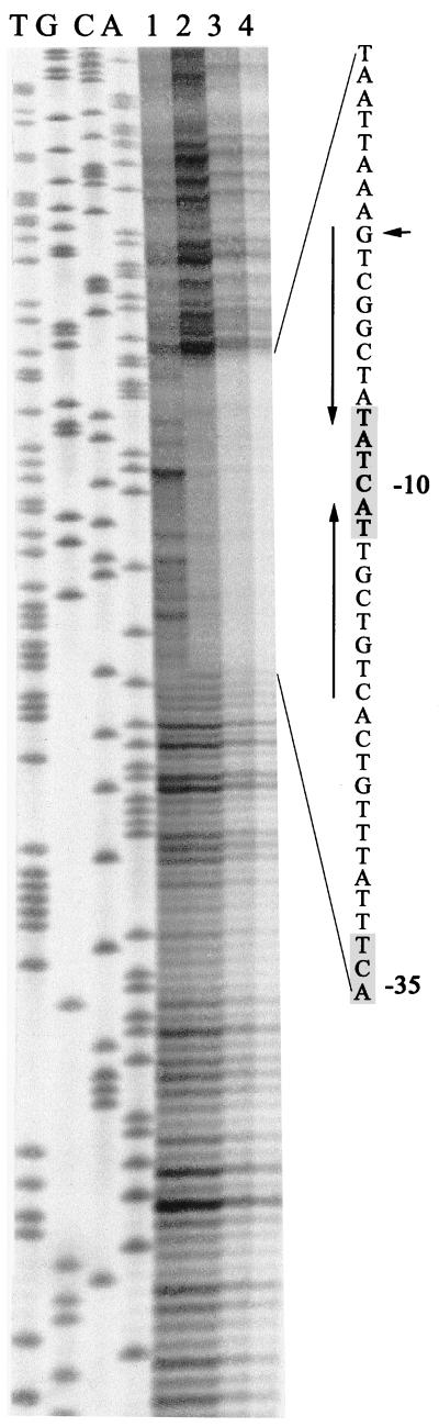 FIG. 3