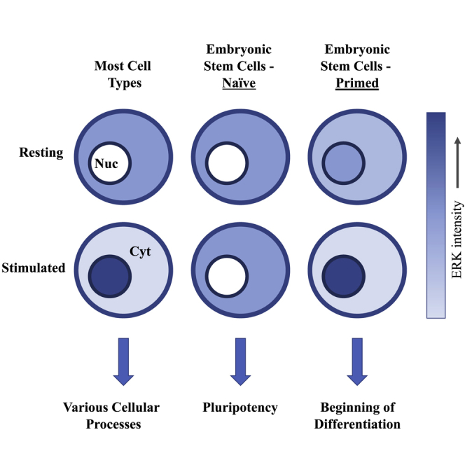 Retention Of ERK In The Cytoplasm Mediates The Pluripotency Of Embryonic Stem Cells PMC