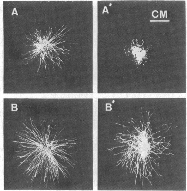 graphic file with name pnas00671-0192-a.jpg