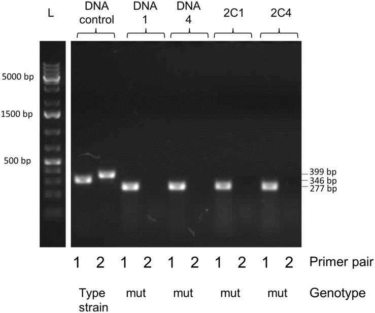 FIGURE 11