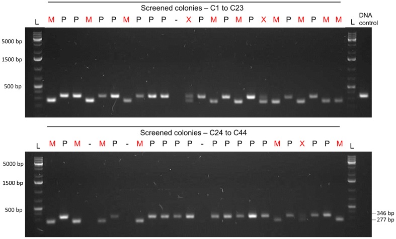 FIGURE 10