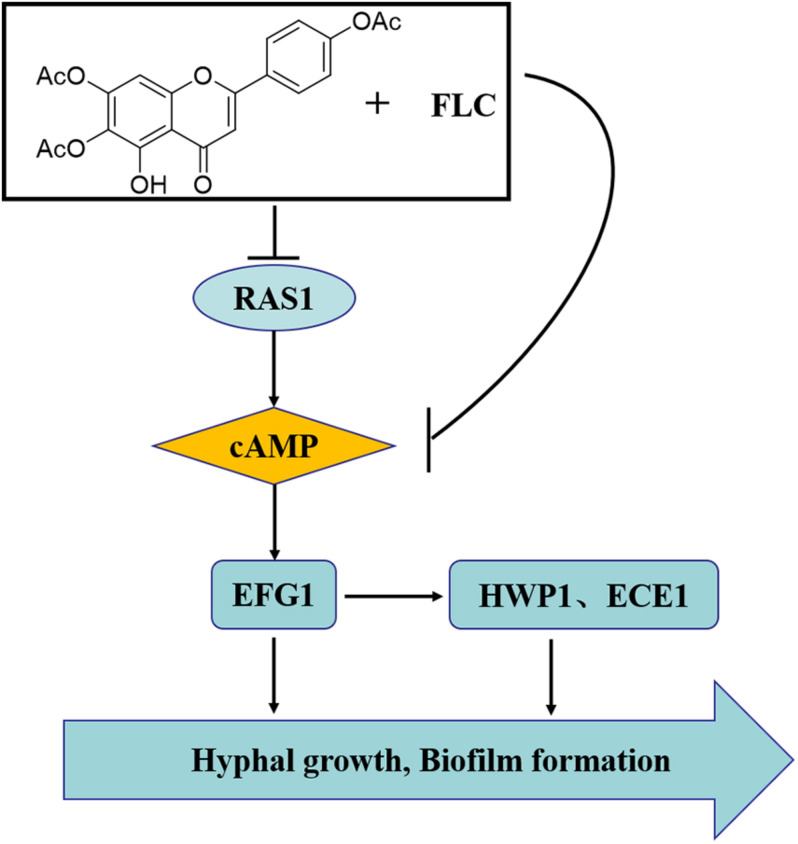 FIGURE 10