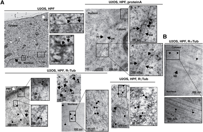 Fig. 11
