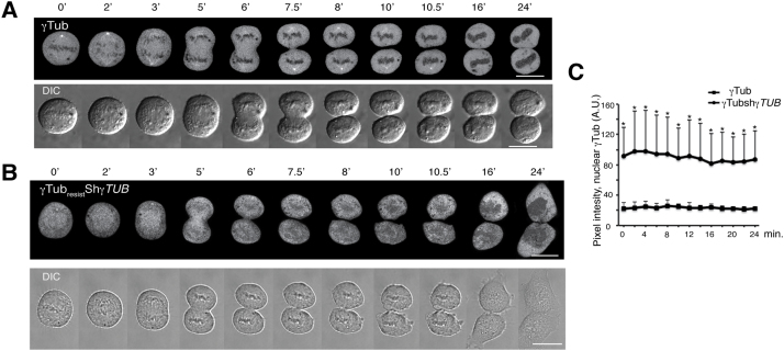 Fig. 16