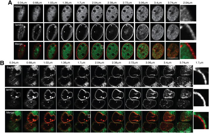 Fig. 10