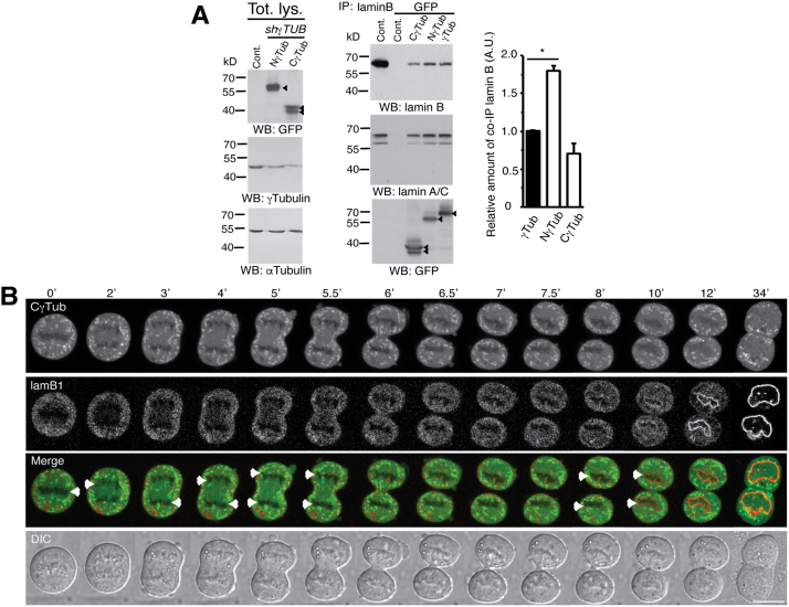 Fig. 19