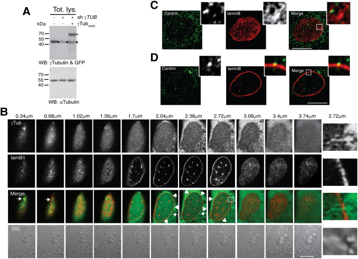 Fig. 9
