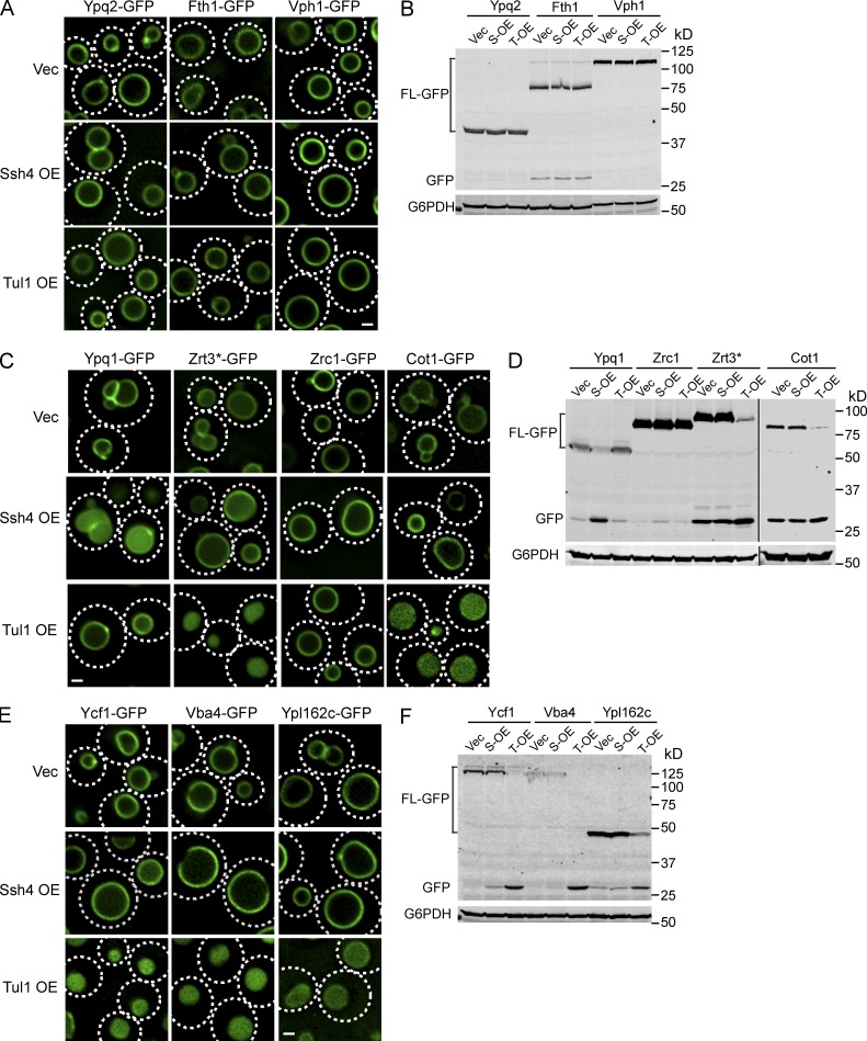 Figure 6.