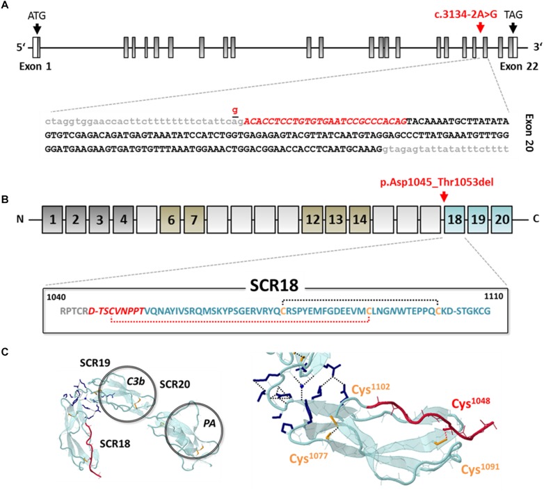 FIGURE 3