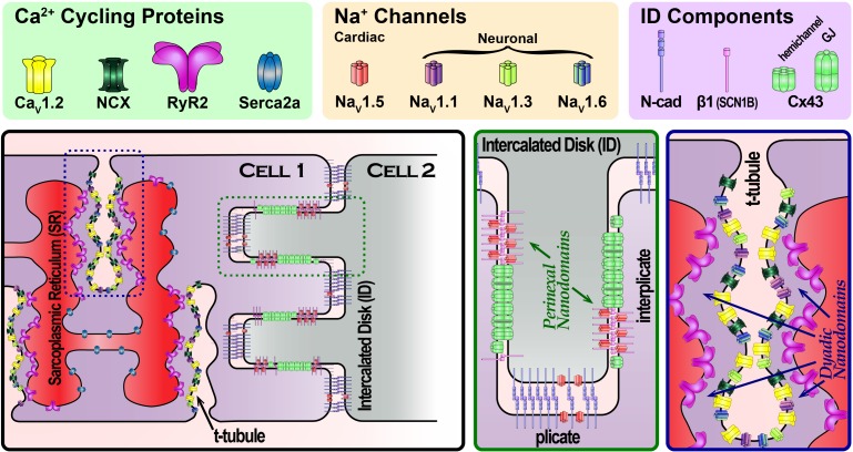 FIGURE 1