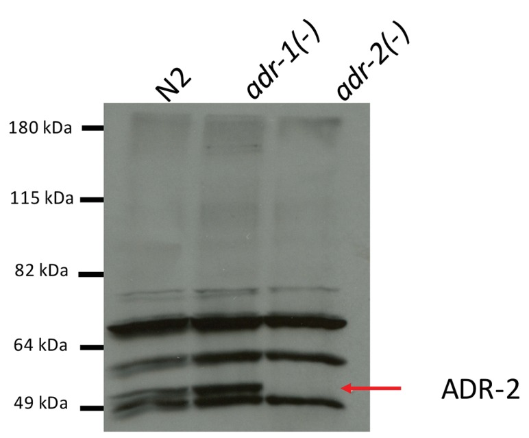 Figure 6—figure supplement 1.