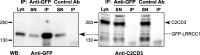 Figure 7—figure supplement 1.