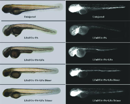 FIG. 4.