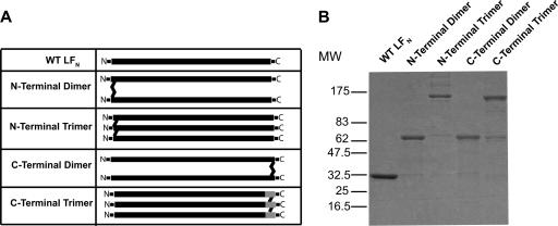 FIG. 1.