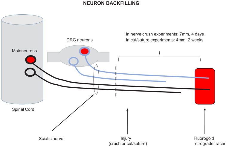 Figure 1—figure supplement 1.